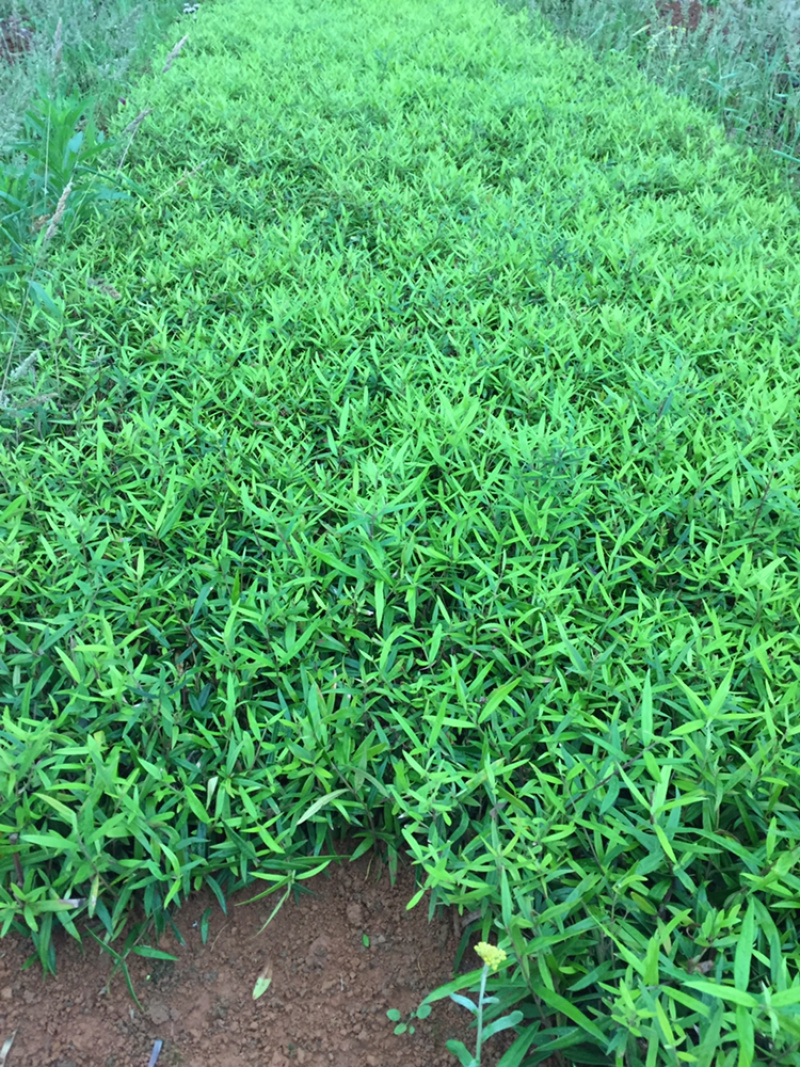 木犀榄