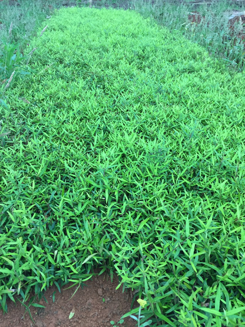 木犀榄
