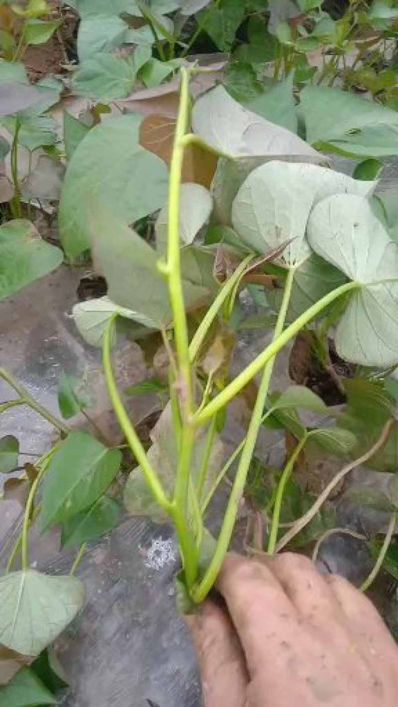 脱毒商薯19，龙九，西瓜红，红薯苗基地直供日供百万