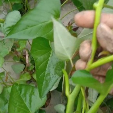 脱毒商薯19，龙九，西瓜红，红薯苗基地直供日供百万