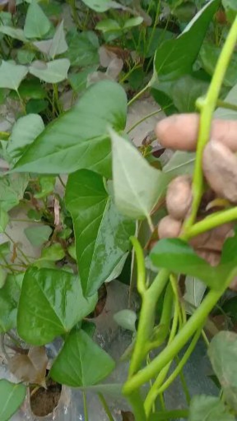 脱毒商薯19，龙九，西瓜红，红薯苗基地直供日供百万