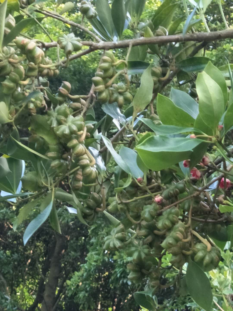 古龙罗马品种八角嫁接苗