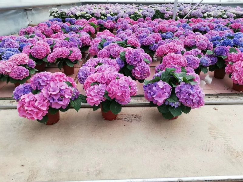 新品种重瓣绣球扦插小苗可种花育盆栽成活率高开花漂亮