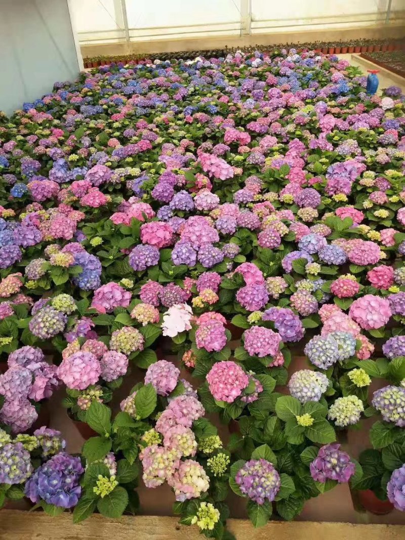 新品种重瓣绣球扦插小苗可种花育盆栽成活率高开花漂亮