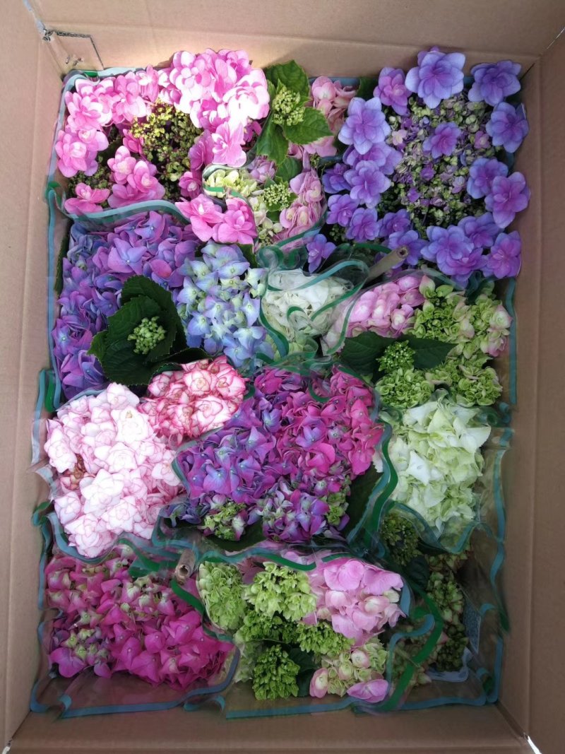 新品种重瓣绣球扦插小苗可种花育盆栽成活率高开花漂亮