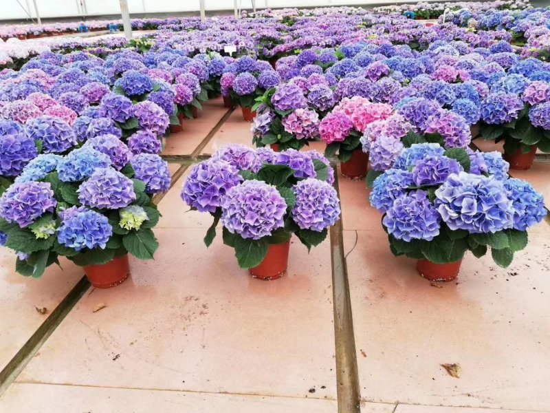 新品种重瓣绣球扦插小苗可种花育盆栽成活率高开花漂亮