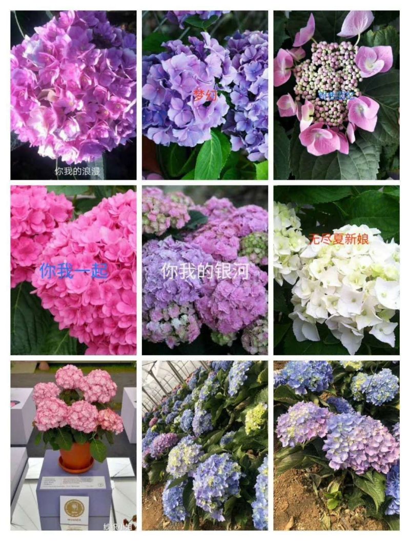 新品种重瓣绣球扦插小苗可种花育盆栽成活率高开花漂亮