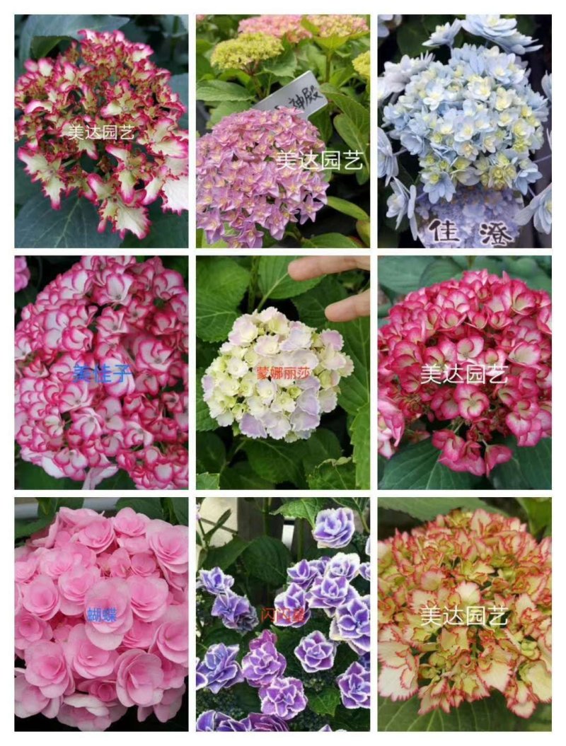新品种重瓣绣球扦插小苗可种花育盆栽成活率高开花漂亮
