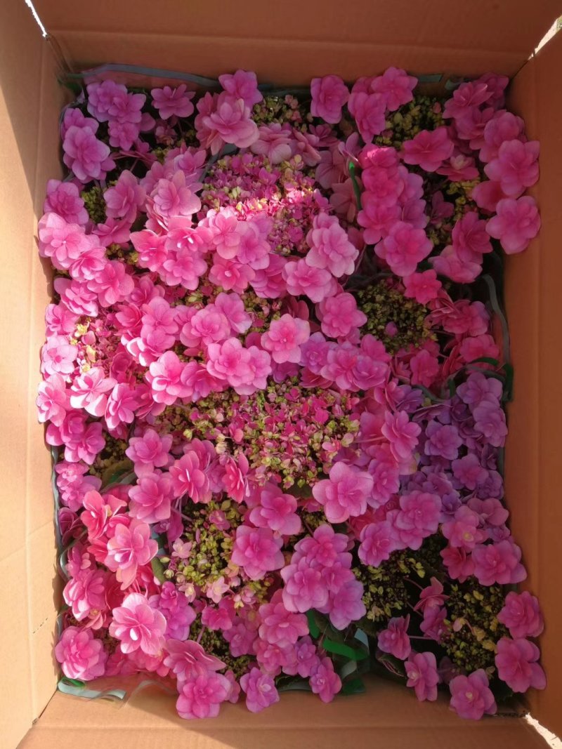 新品种重瓣绣球扦插小苗可种花育盆栽成活率高开花漂亮