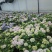 新品种重瓣绣球扦插小苗可种花育盆栽成活率高开花漂亮