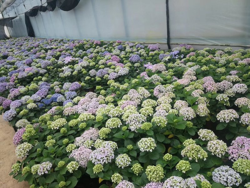 新品种重瓣绣球扦插小苗可种花育盆栽成活率高开花漂亮