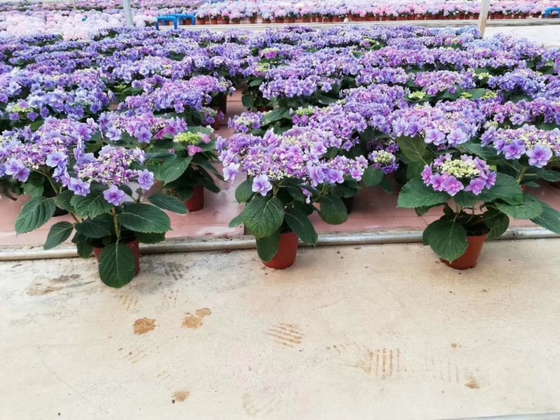 新品种重瓣绣球扦插小苗可种花育盆栽成活率高开花漂亮