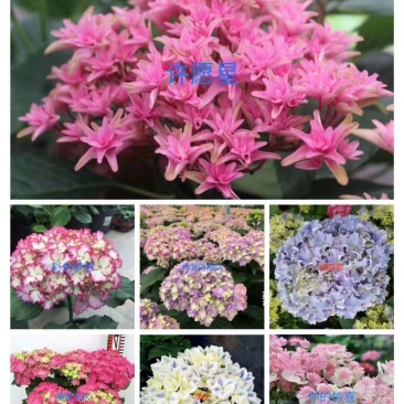 新品种重瓣绣球扦插小苗可种花育盆栽成活率高开花漂亮
