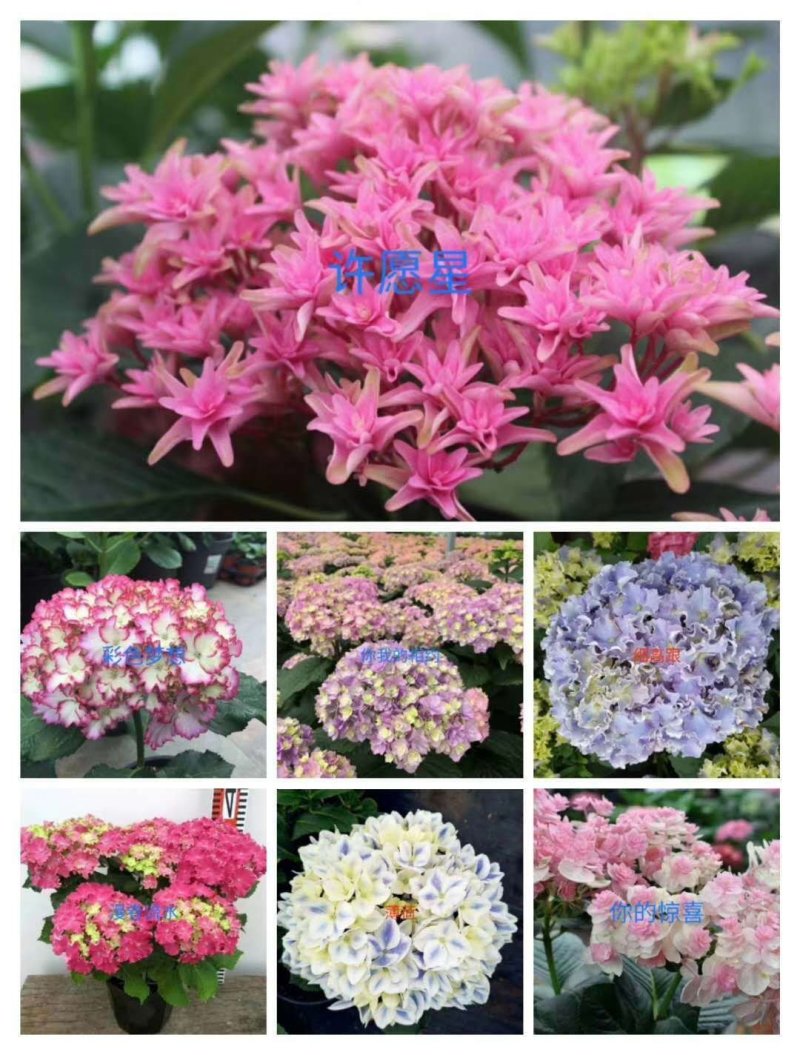 新品种重瓣绣球扦插小苗可种花育盆栽成活率高开花漂亮