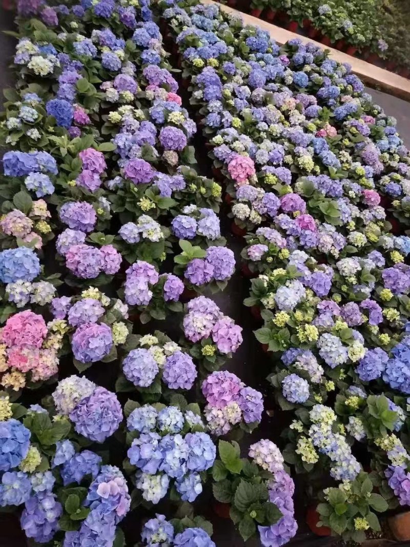 新品种重瓣绣球扦插小苗可种花育盆栽成活率高开花漂亮