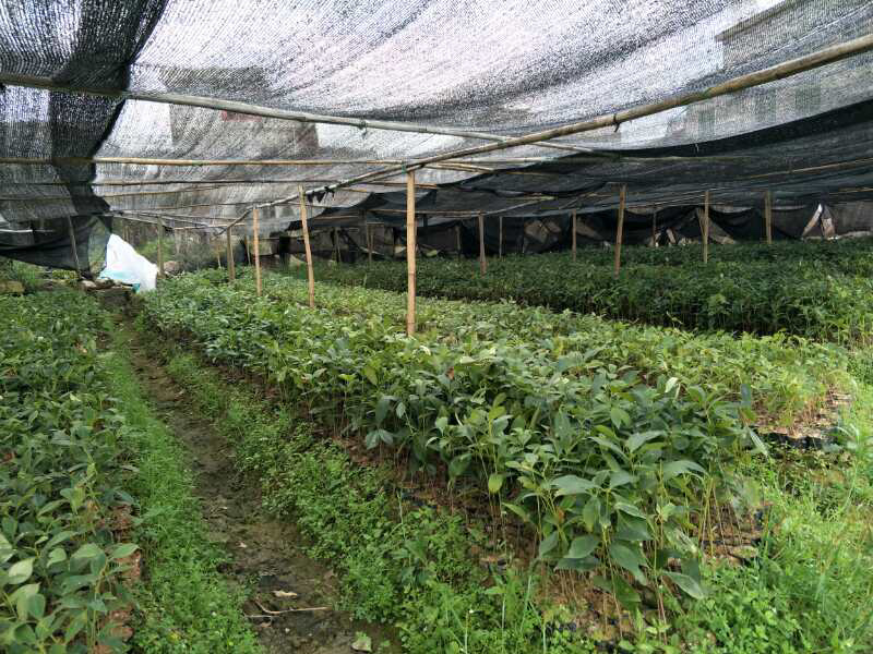 八角杯苗大量现货价格优惠
