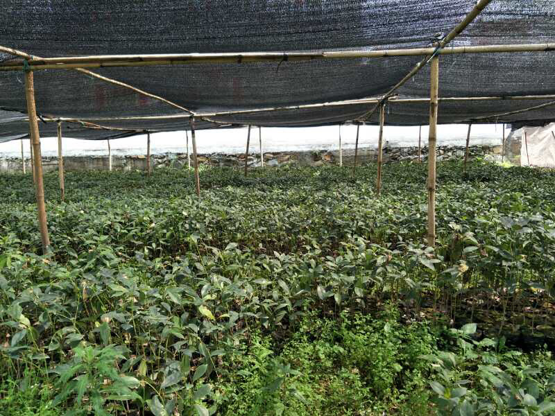八角杯苗大量现货价格优惠