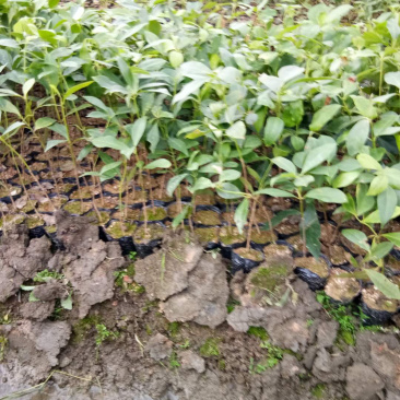 八角杯苗大量现货价格优惠