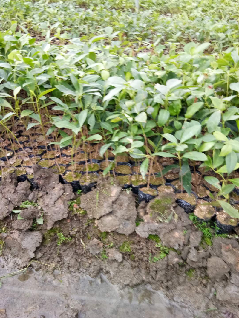 八角杯苗大量现货价格优惠