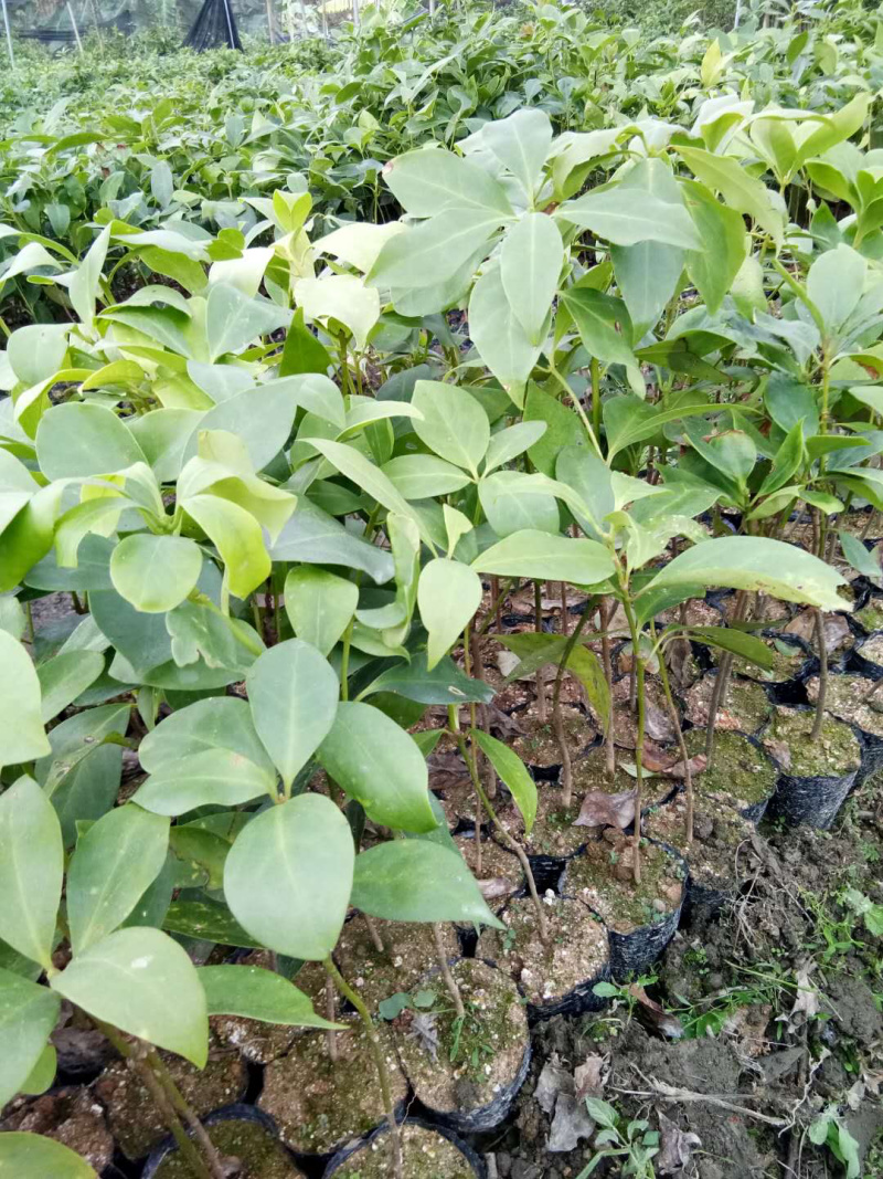 八角杯苗大量现货价格优惠