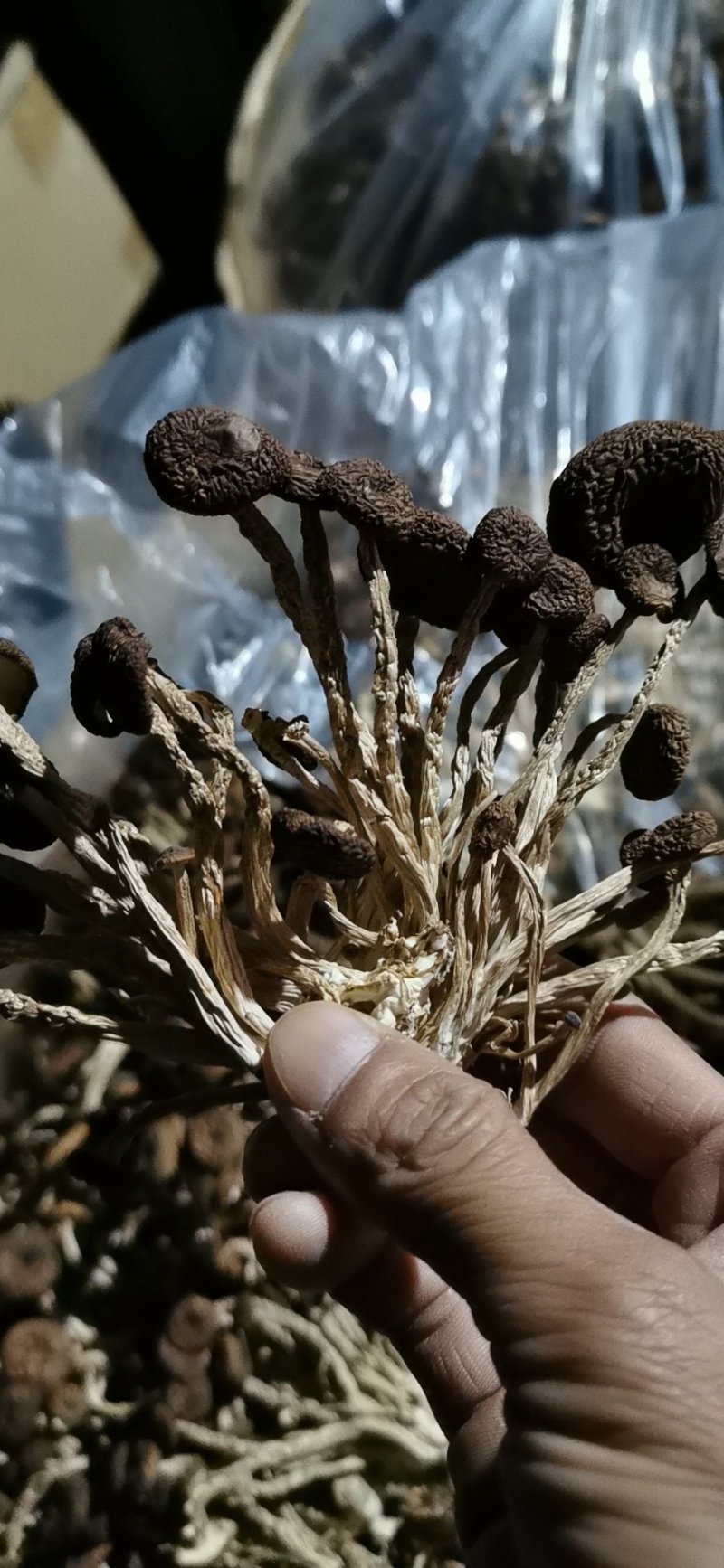 茶树菇5号广昌直供量大包邮自产自销
