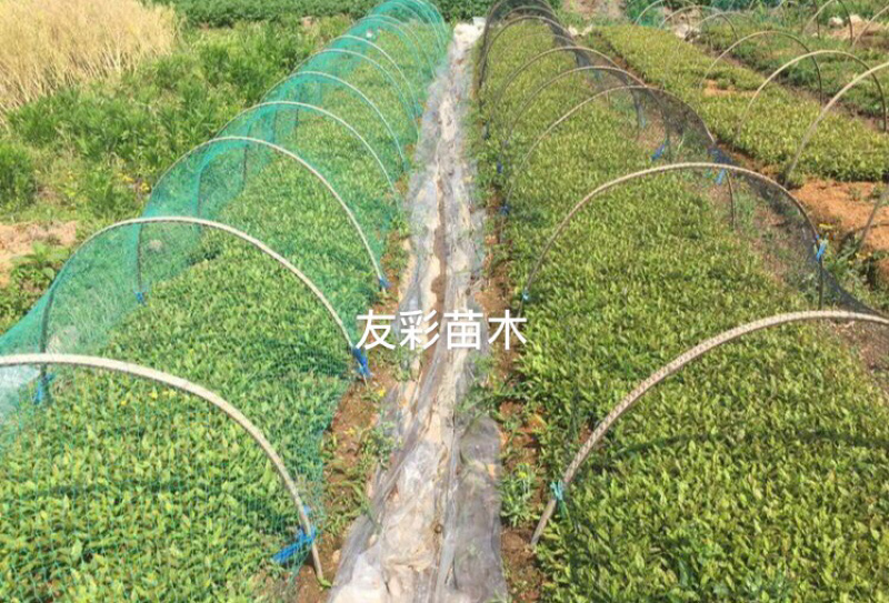 杨梅芽苗浙江台州正宗