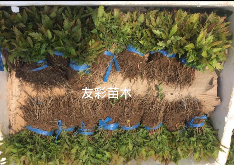 杨梅芽苗浙江台州正宗