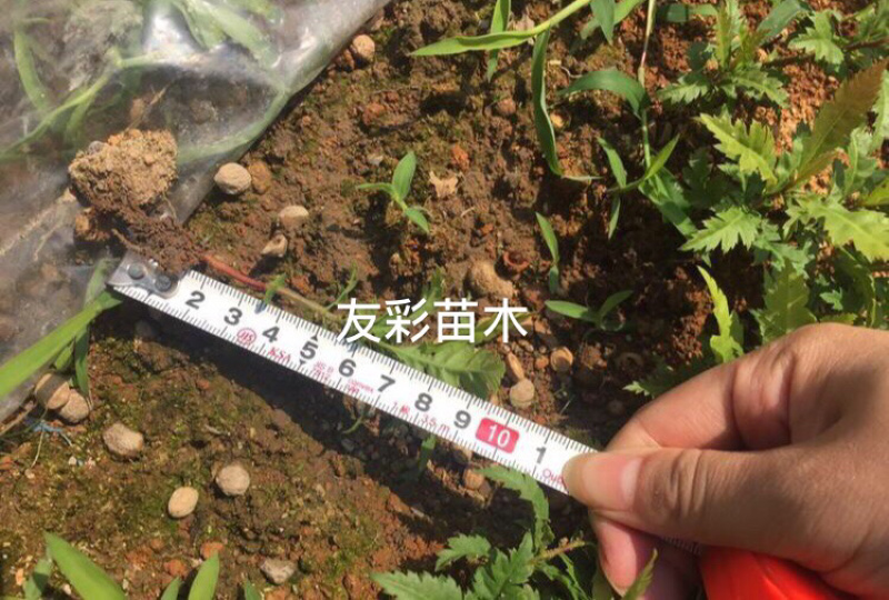 杨梅芽苗浙江台州正宗