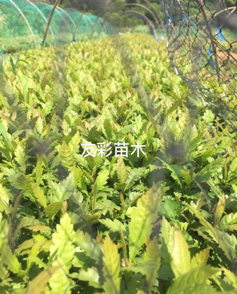 杨梅芽苗浙江台州正宗