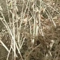 农家自繁平欧大榛子苗品种纯正价格便宜。
