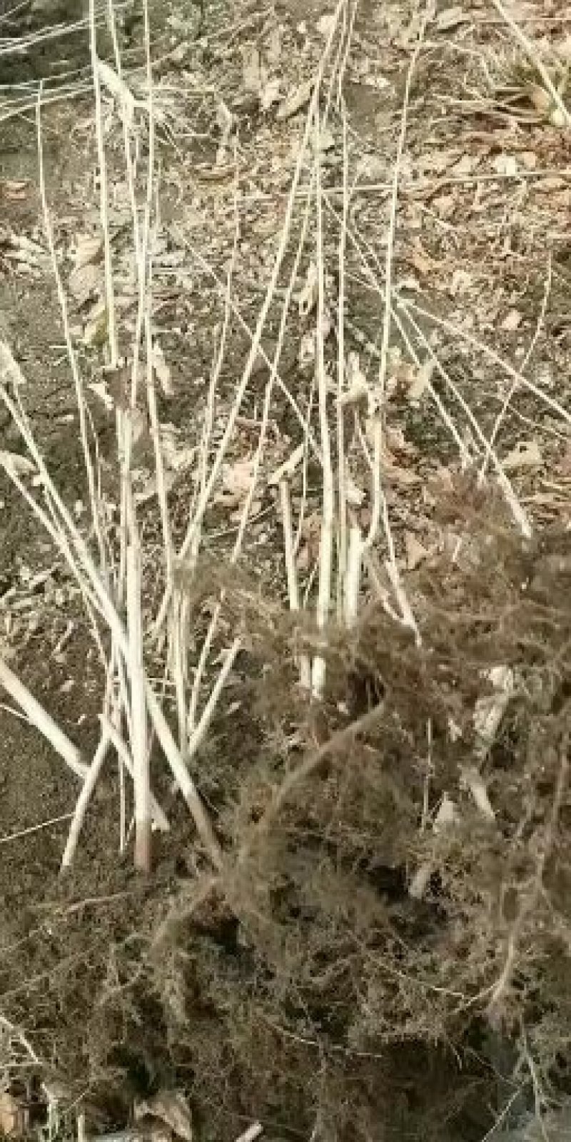 农家自繁平欧大榛子苗品种纯正价格便宜。
