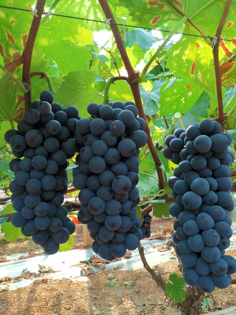 蓝莓夏黑葡萄早熟精品基地货源面对全国批发市场及商超，