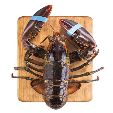 鲜活波士顿海鲜大波龙大龙虾