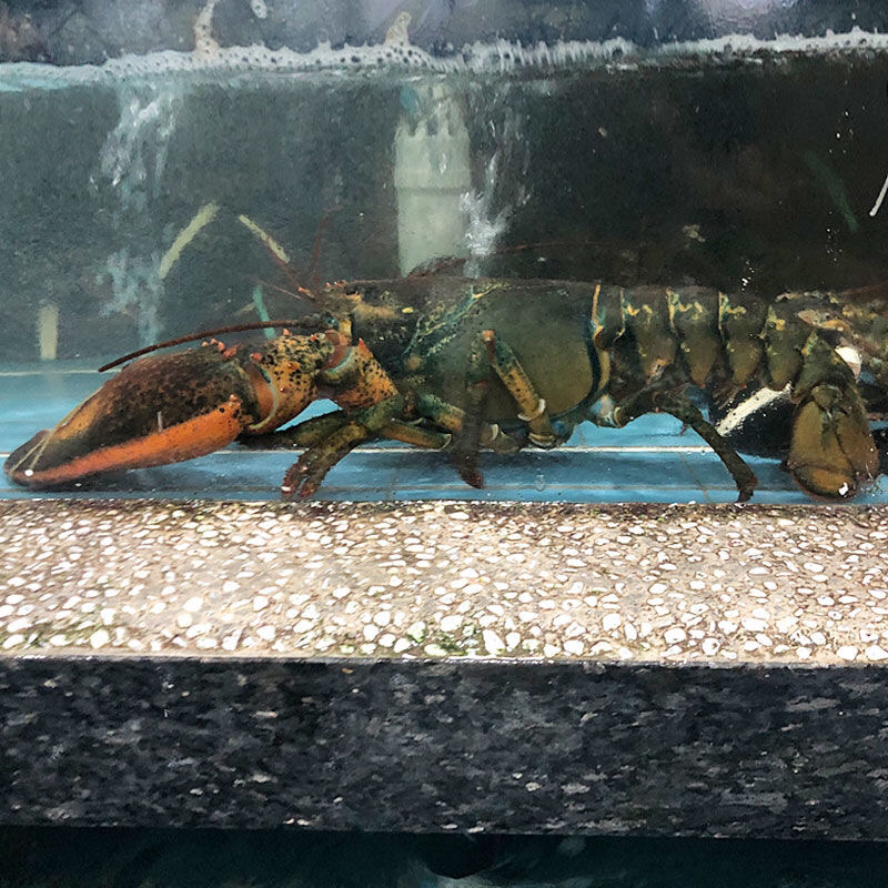 鲜活波士顿海鲜大波龙大龙虾