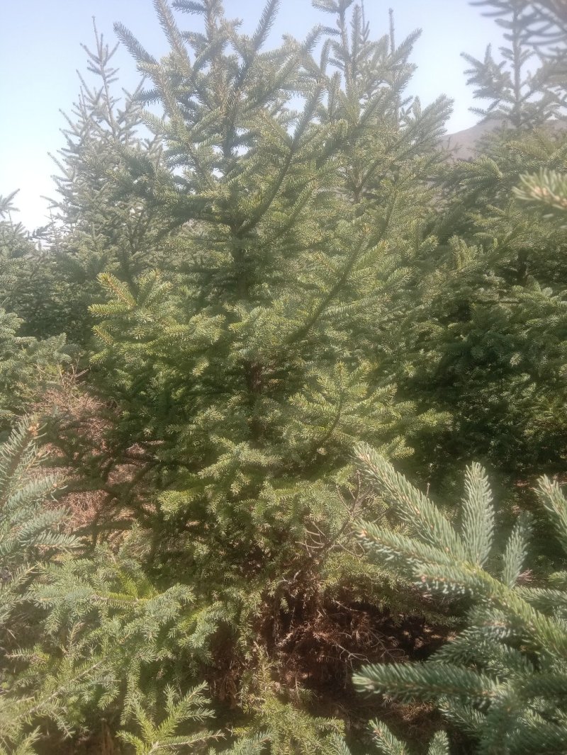 大量现货