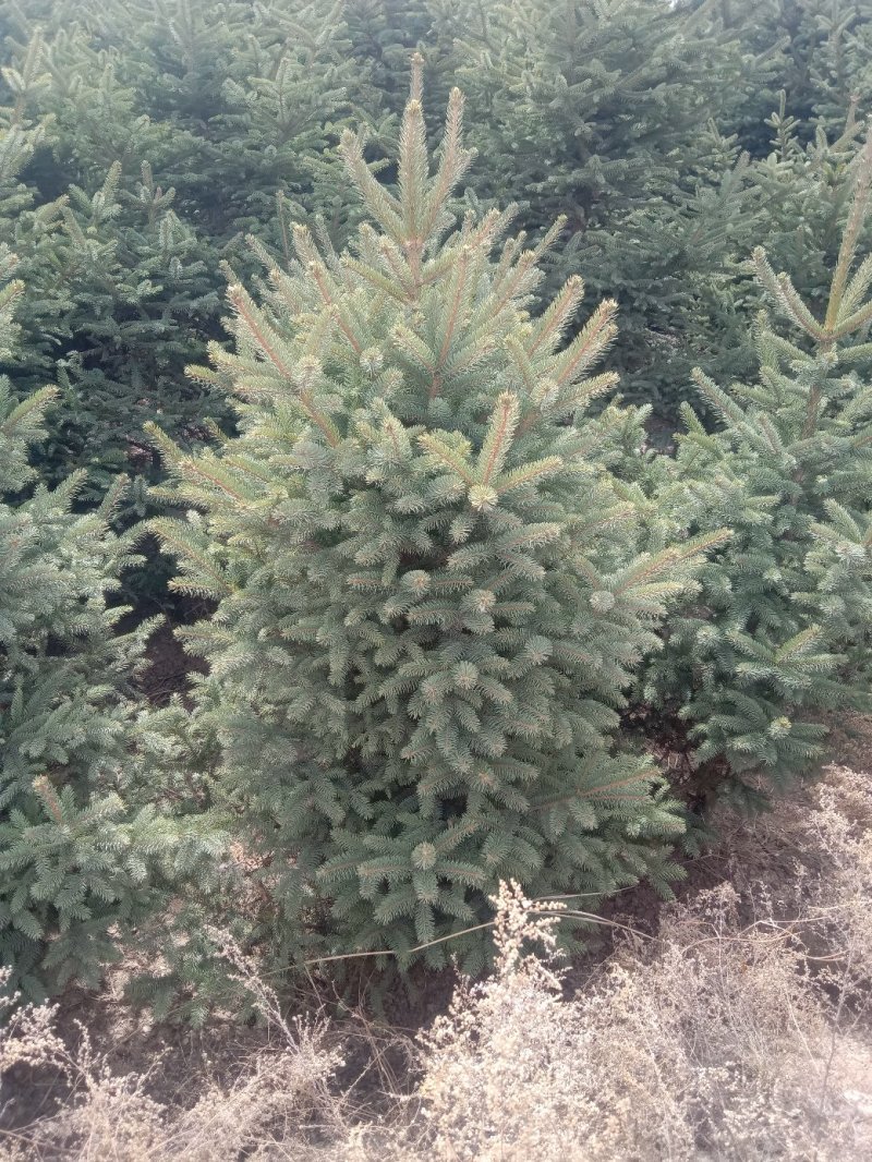 大量现货
