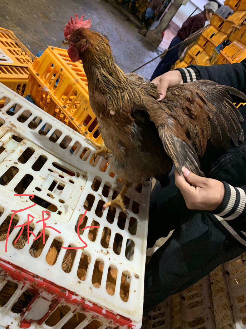 找禽网麻4项麻5项一级