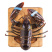 【鲜活发货】海鲜大波龙🦞大龙虾澳龙鲜活龙虾