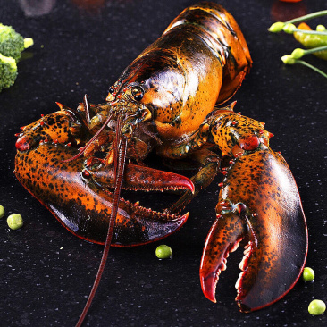 【鲜活发货】海鲜大波龙🦞大龙虾澳龙鲜活龙虾