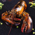 【鲜活发货】海鲜大波龙🦞大龙虾澳龙鲜活龙虾