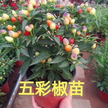 广西五彩椒苗带土发货成活率高产量好批发一件代发