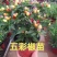广西五彩椒苗带土发货成活率高产量好批发一件代发
