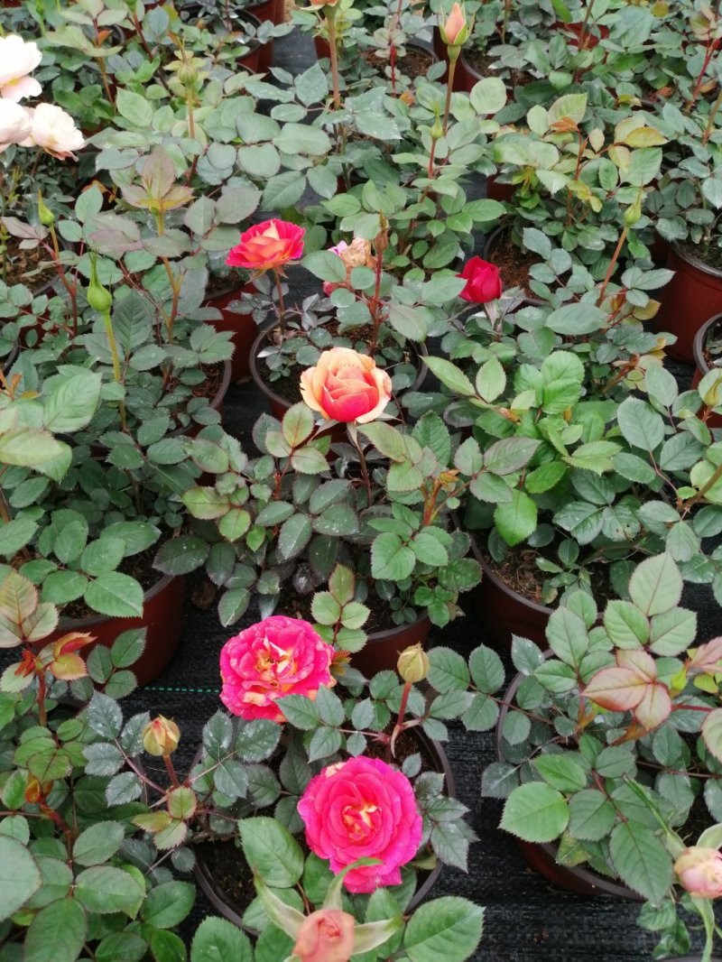 月季花，品种多规格多品质好