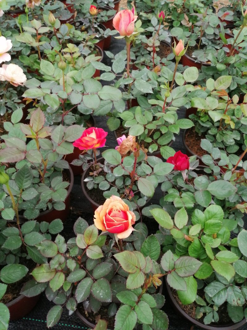 月季花，品种多规格多品质好