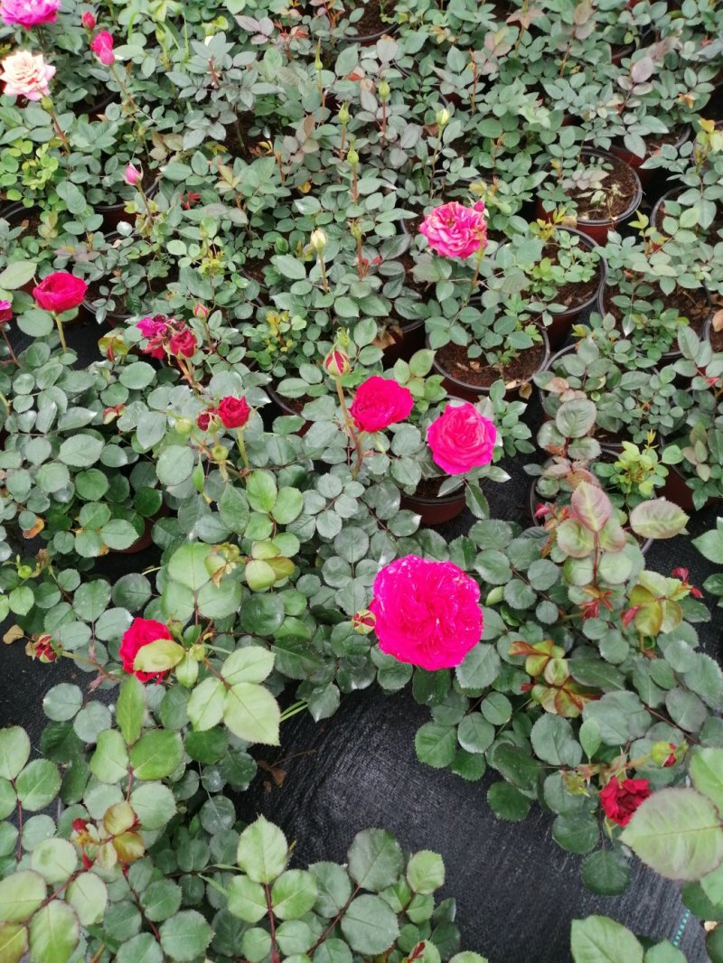 月季花，品种多规格多品质好