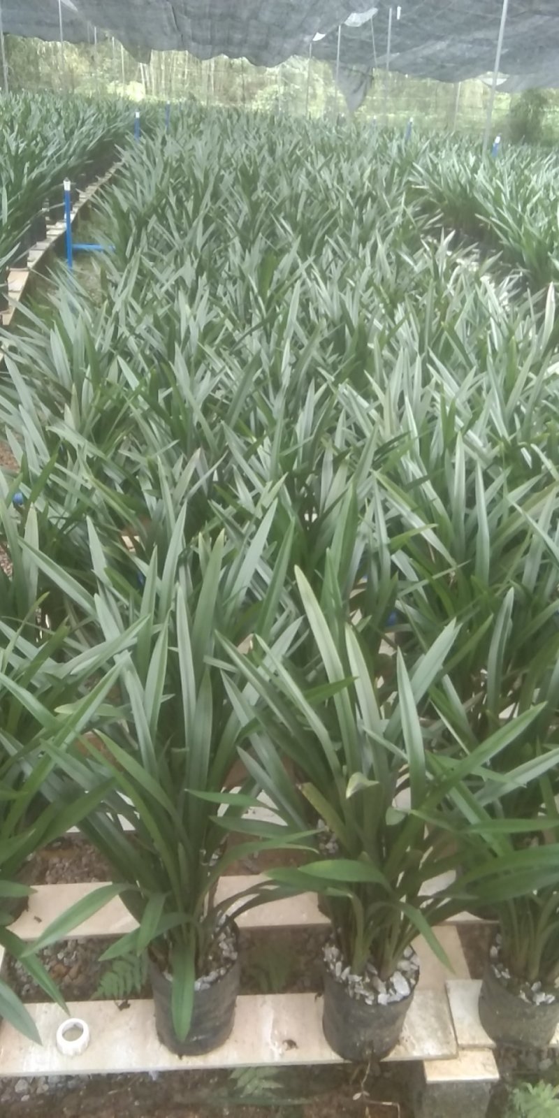 墨兰