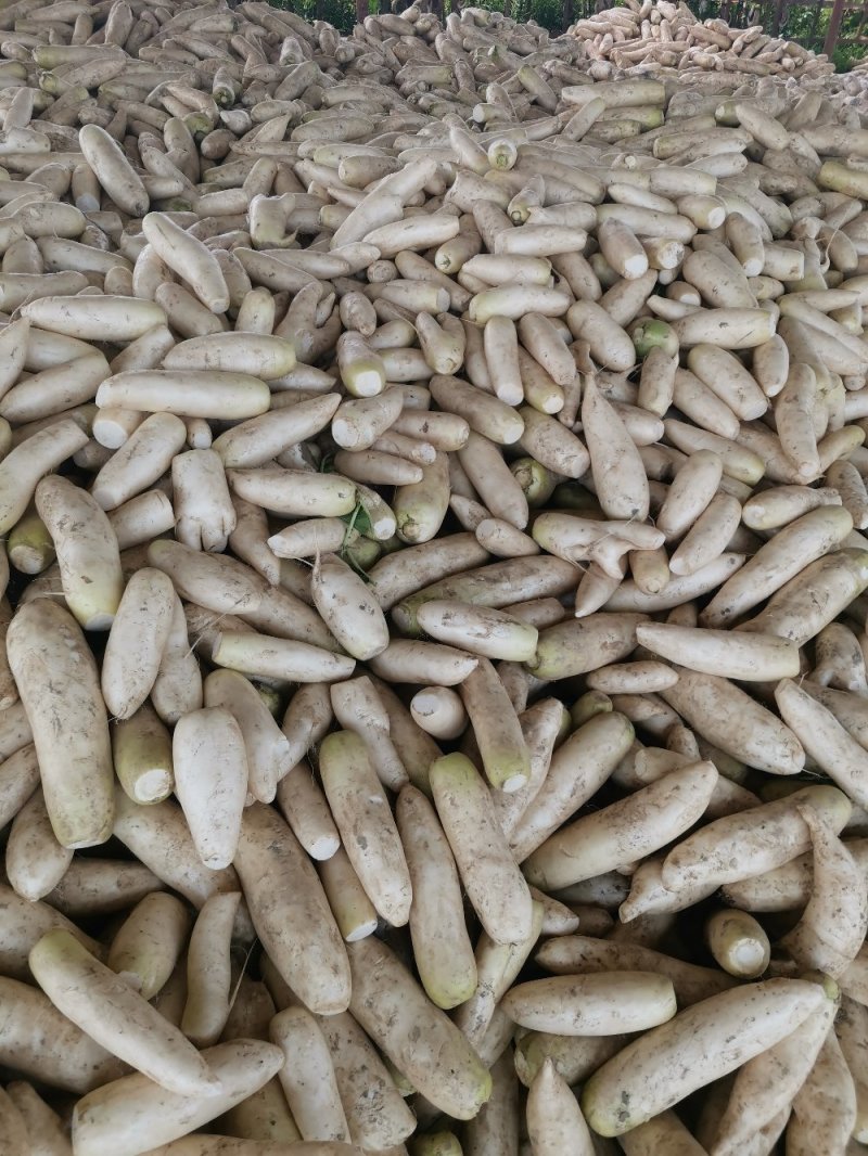 泡萝卜，榨菜厂专用萝卜，光头萝卜，去头去尾白萝卜