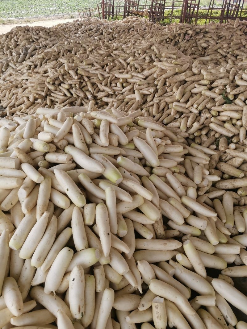 泡萝卜，榨菜厂专用萝卜，光头萝卜，去头去尾白萝卜