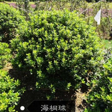 海桐球