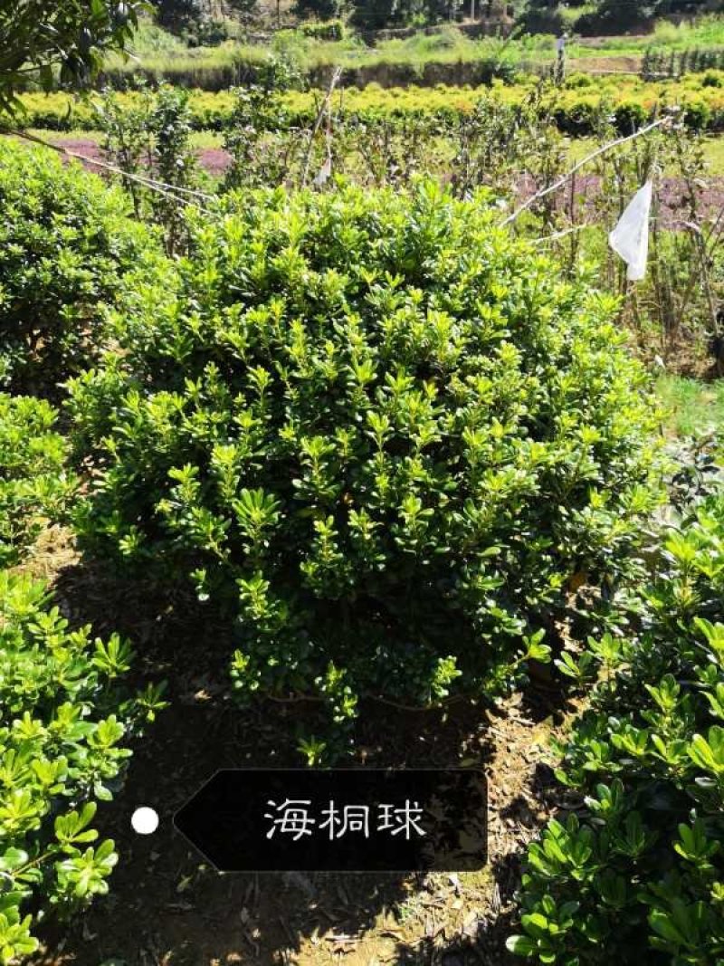 海桐球